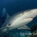 shark_reef_caribbean_oc_jar_h_0406_cub1488.jpg